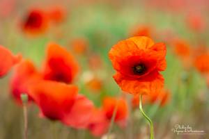 Jean-Marc PENRATH - STUDIO DES VIGNES D'AVARICUM